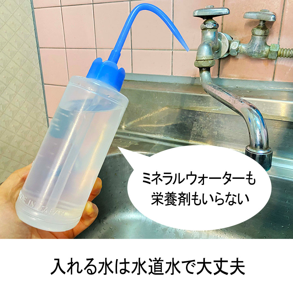 漆伝の花びいどろ"01"|花びいどろに入れる水は水道水で大丈夫です